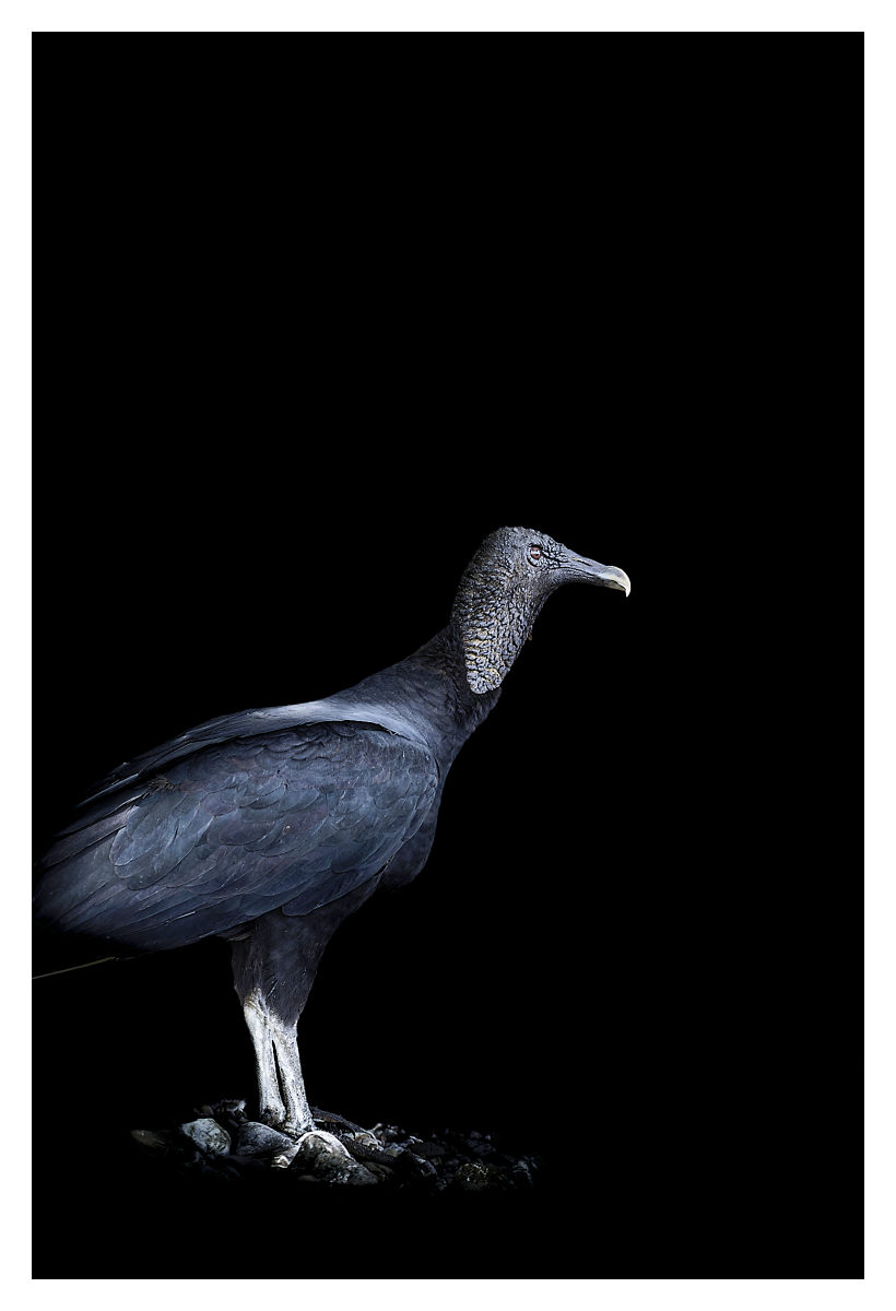 Urubu noir